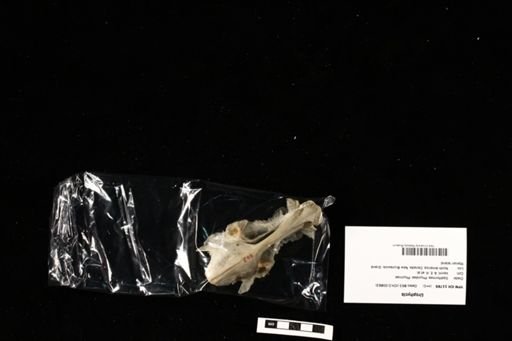 Urophycis