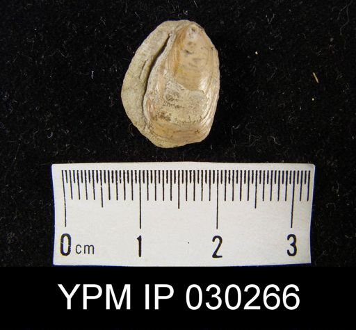 Lingula beani