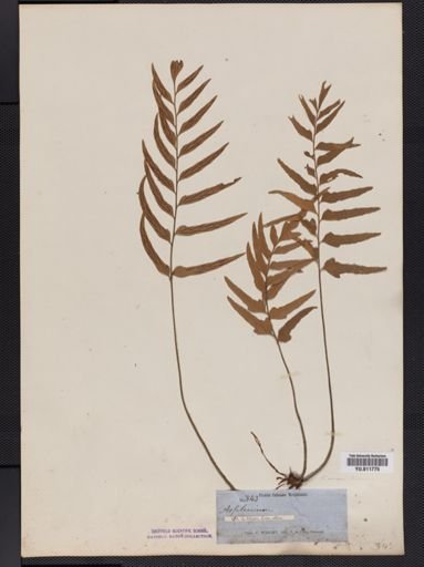 Asplenium erosum
