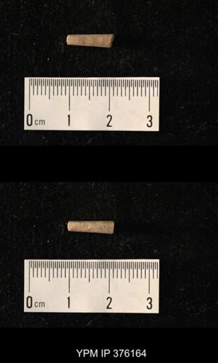 Pseudorthoceras knoxense