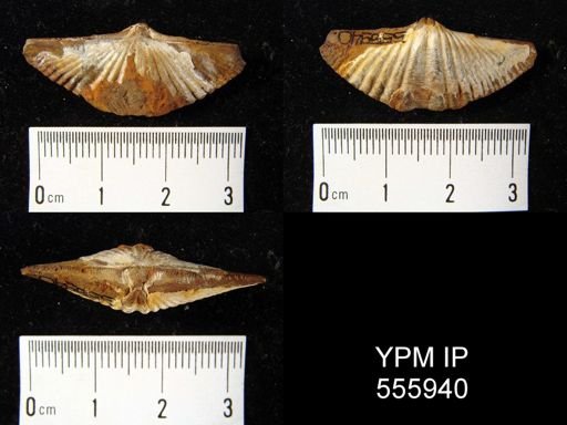 Acuminothyris sp.