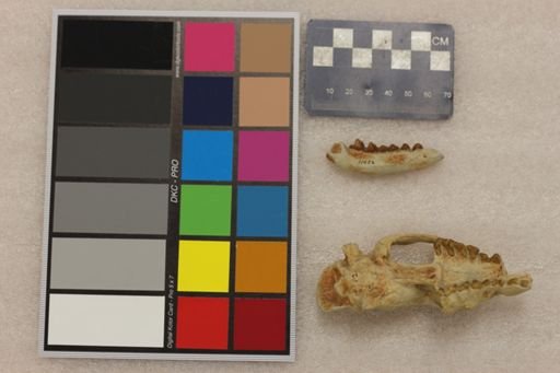 Cynohyaenodon cayluxi