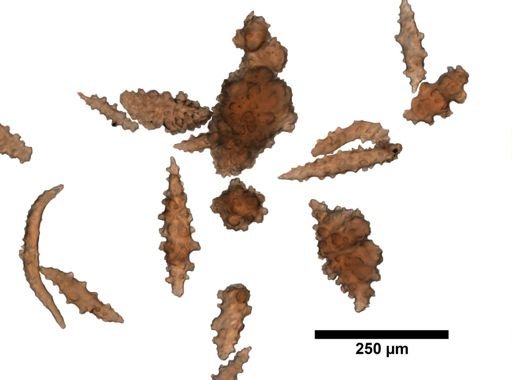 Thesea granulosa