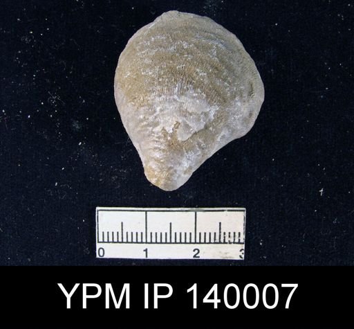 Striatifera compressus