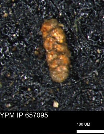 Ammobaculoides phaulus