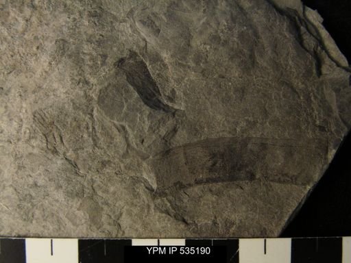 undet. Eurypterida