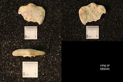 Dinorthis subquadrata