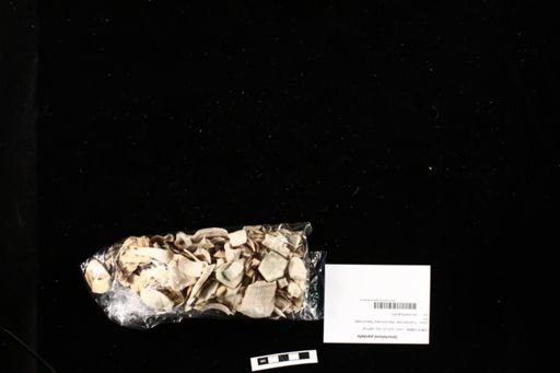 Geochelone pardalis