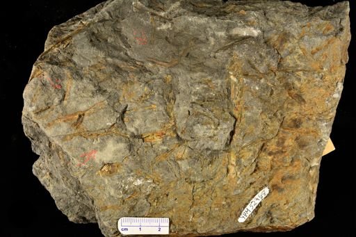 Eospermatopteris