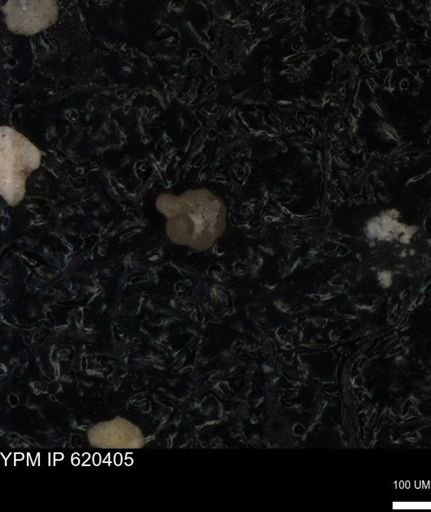 undet. Rugoglobigerinidae