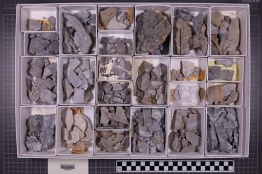 mixed taxa, stratigraphic collection