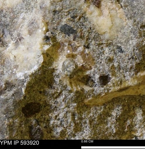 undet. Ammonoidea