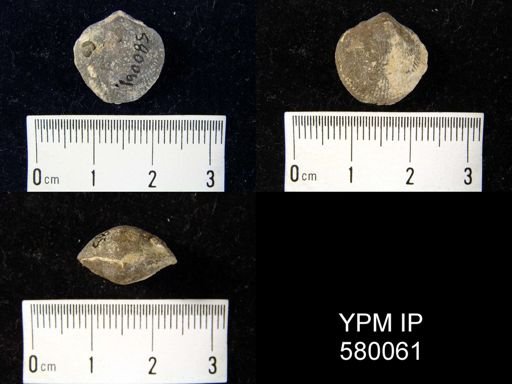 undet. Atrypida