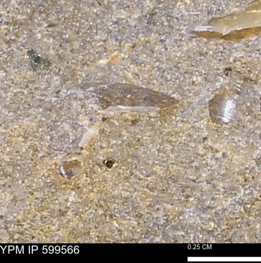 Protocardia subquadrata