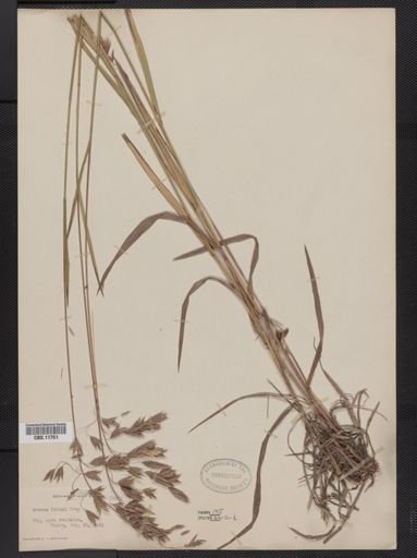 Bromus kalmii