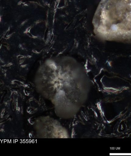 undet. Foraminiferida