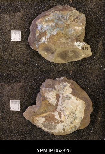 Discoscaphites gulosus