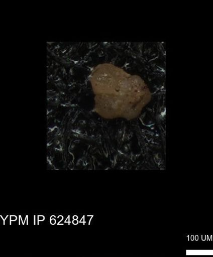 undet. Foraminiferida