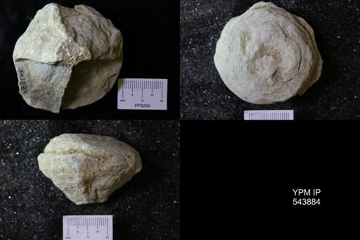 undet. Ichnofossil