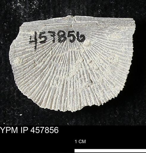 Strophodonta sp.