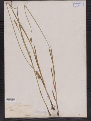 Carex