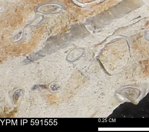 Serpulidae