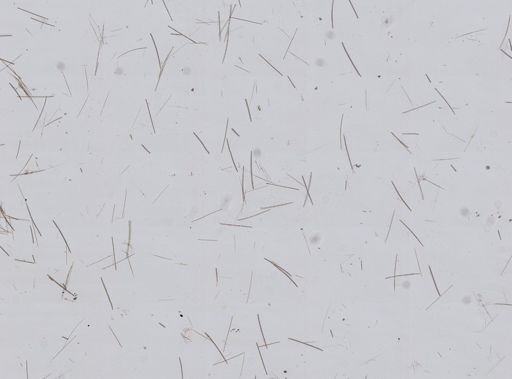 Tedania ignis