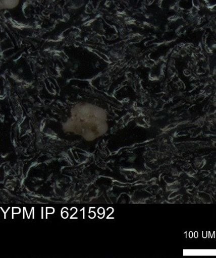 undet. Foraminiferida