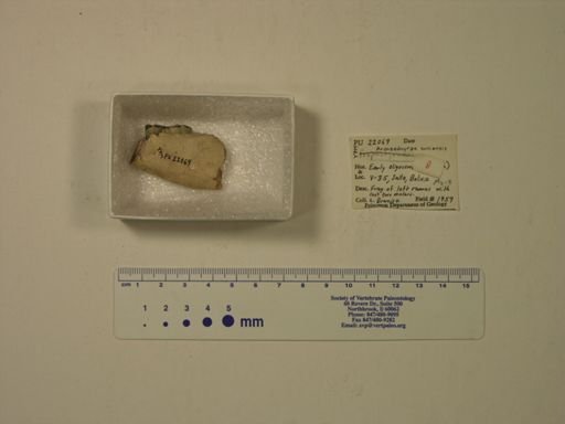 Archaeohyrax suniensis
