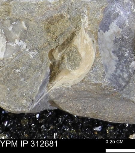 Phelopteria linguaeformis