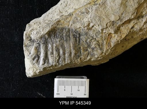Adelophthalmus sp.