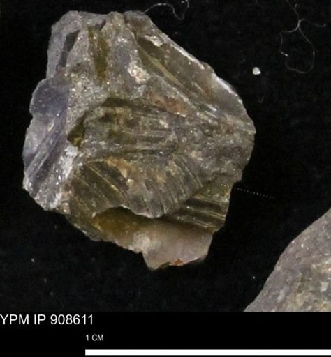 undet. Scaphitidae