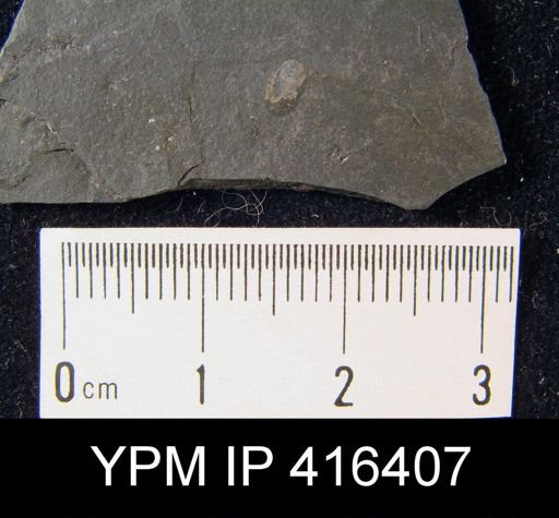Lingula carbonaria?