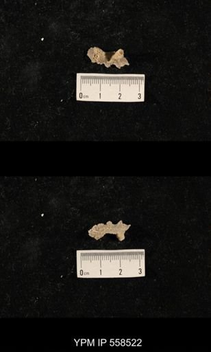 Cladopora sp.