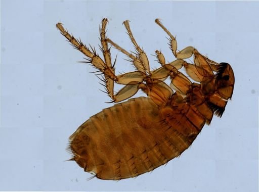 Ctenocephalides felis