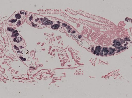 Modiolus