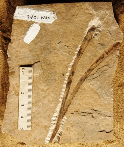 Baierophyllites florinii
