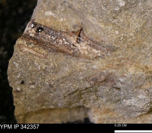 undet. Mollusca