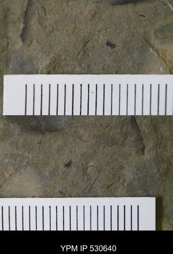 Echinodermata?