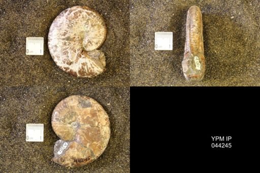 Hoploscaphites comprimus