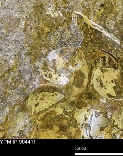 Corbulamella?