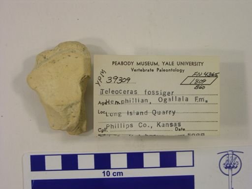 Teleoceras fossiger