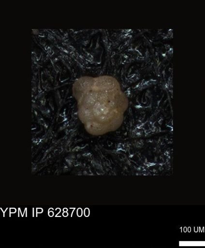 undet. Foraminiferida