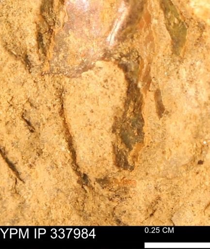 undet. Mollusca