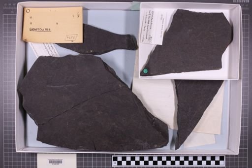 mixed taxa, stratigraphic collection
