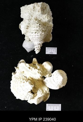 Vasum horridum