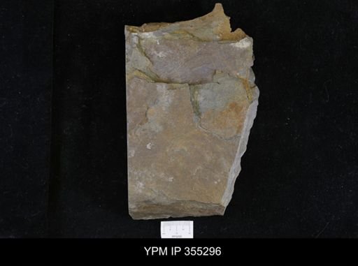 Olenellus sp.