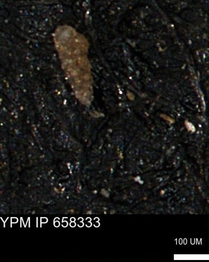 Verneuilinoides kansasensis