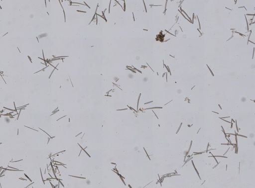 Clathria prolifera
