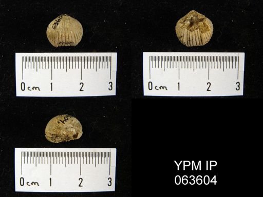 Wilsonella saffordi
